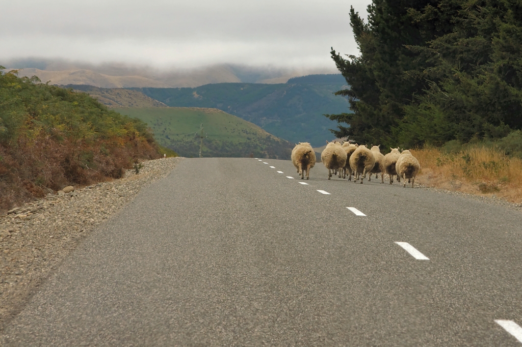 06 -Te Anau (11).jpg